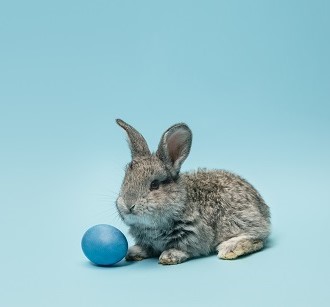 Small Animals