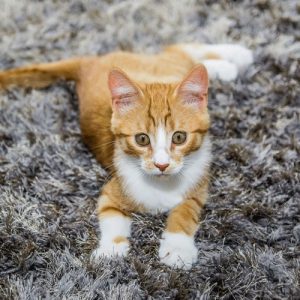 Extreme-Cat-Stain-Odour-Remover-3