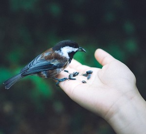 birds-food