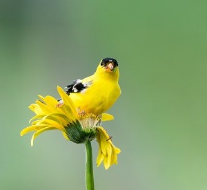 birds-supplements