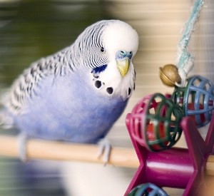 birds-toys